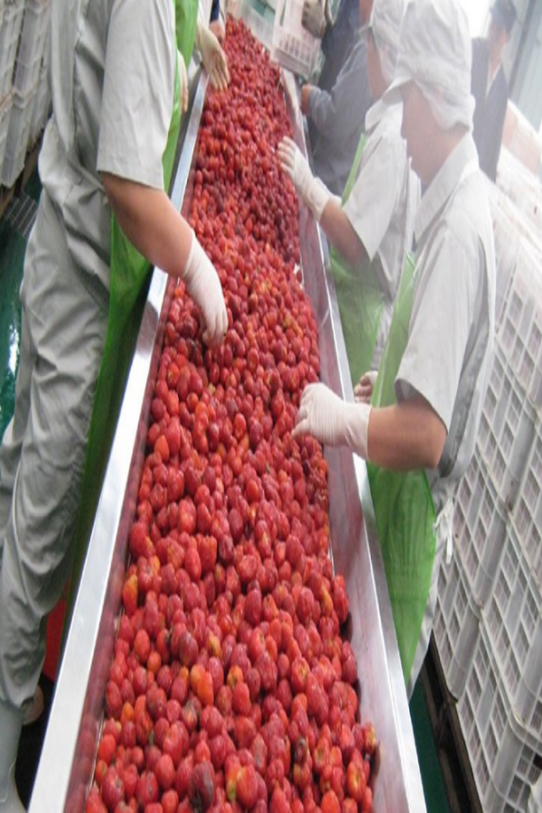 Expert Guides to Grinding Wheel Dressing Machine Expert Guides to the Fruit Pulp Vegetable Sauce