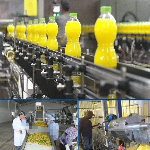 How Pineapple Juice Is Made In Factory