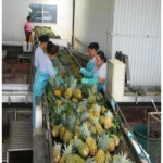 How is pineapple juice processed_