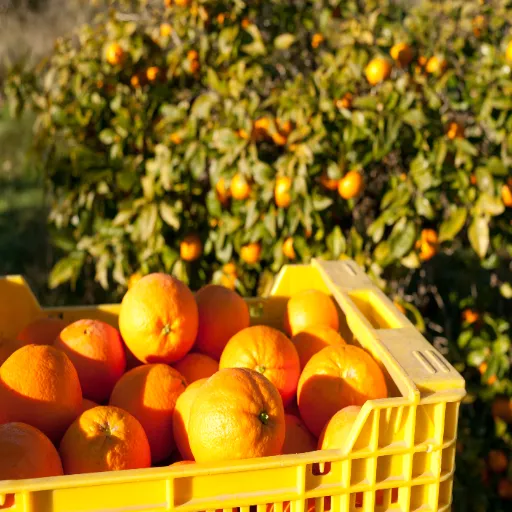Recepção e Colheita de Frutas