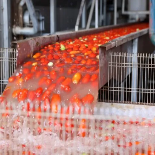 Lavage et préparation des tomates